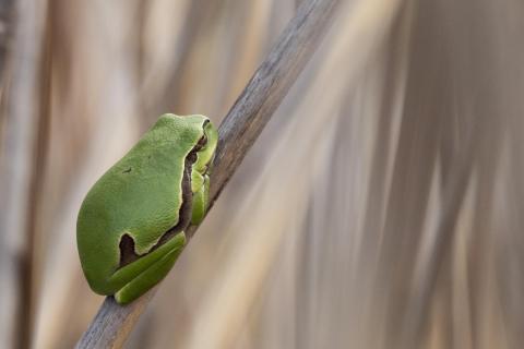 Laubfrosch