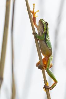 Laubfrosch bei der Wanderung