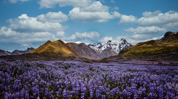 Purple Lupine Blóm