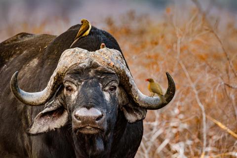 Cape Buffalo 