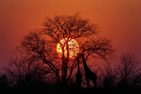 Kruger Nationalpark 