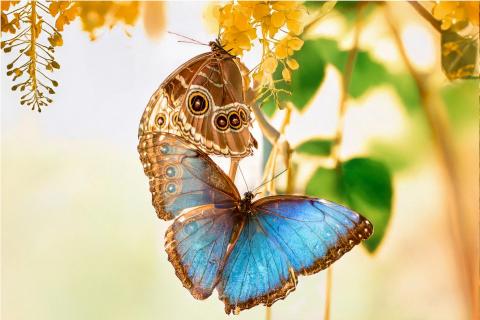 Camouflage And Shine
