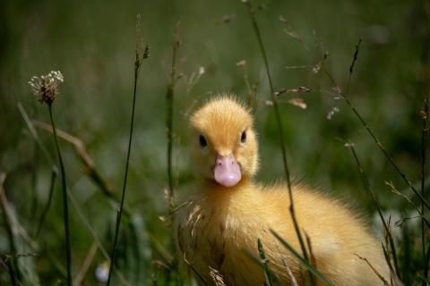 auf der Wiese