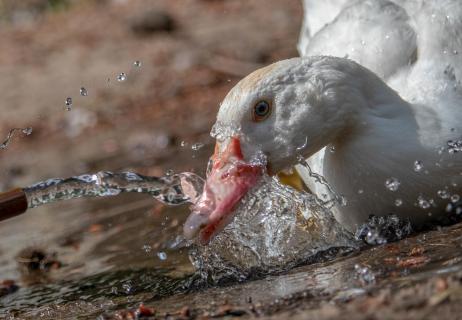 Wasserspiel