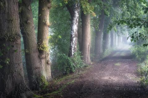 birch among oaks