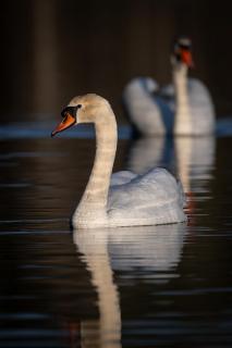 Höckerschwan 3919