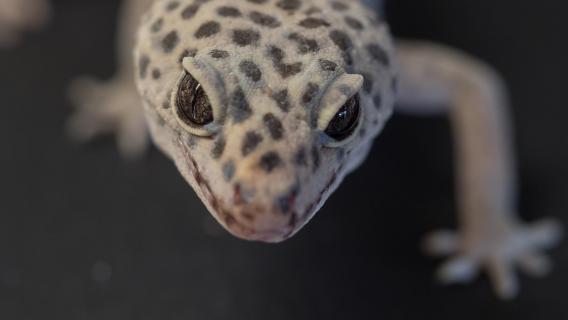 Leopardgeckoportrait