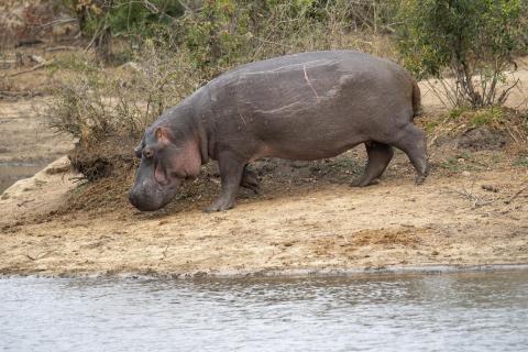 Leben im Wasser ist gefährlich