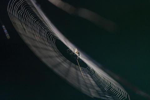 filigranes Geflecht ( Spinne im Netz ) 