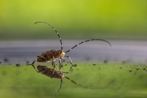 Bockkäfer mit Spiegelung