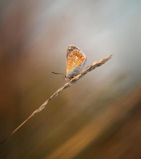 Schmetterling im Abendlicht 