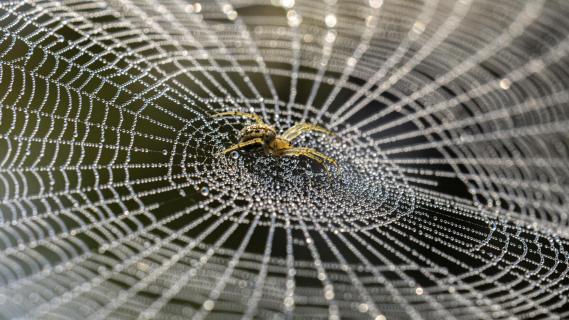 Spinne im Netz