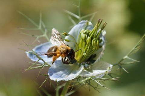 Biene auf schöner Blume