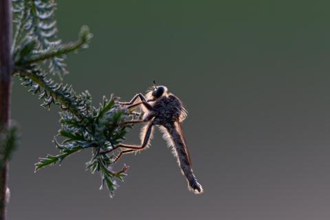 Raubfliege