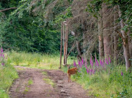 Sonntagmorgens im Wald