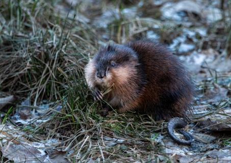 Bisamratte (Ondatra zibethicus)