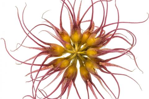 Bulbophyllum/Knollenorchidee