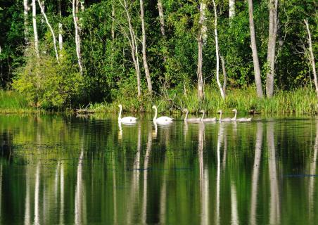 Schwäne im Spiegelsee