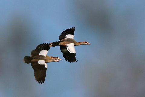 Nilgänse