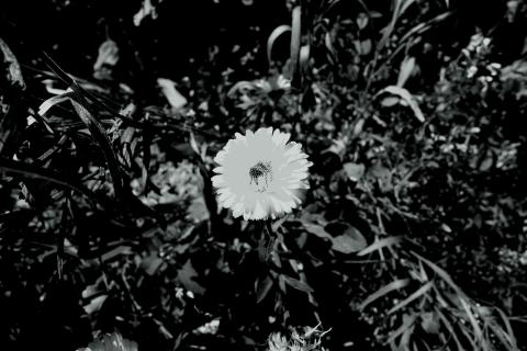 Ringelblumenblüte - monochrom