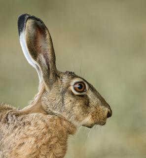 hasenportrait