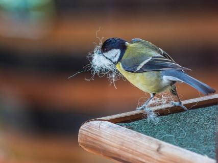 Kohlmeise mit Schafswolle im Abflug