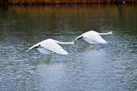 Zwei Schwaene im Flug übers Wasser