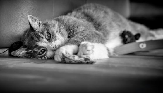 20171007 Schatzi beobachtet AAA 5480