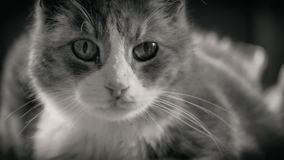 20171007 Portrait Schatzi_DSCF2368swk