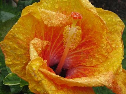 hibiscus orange 
