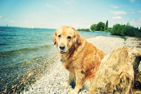 Hund am Bodensee