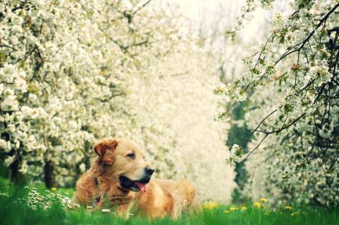 Hund im Frühling