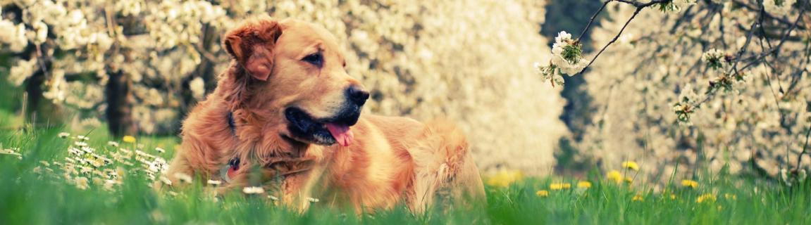 Hund im Frühling