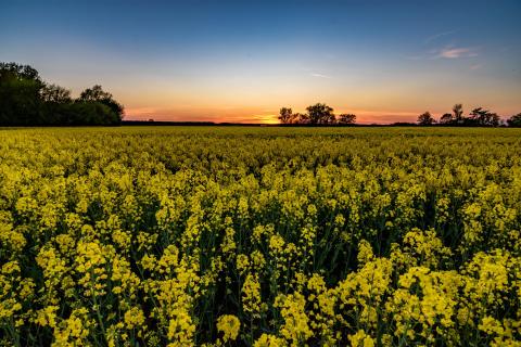 Das Rapsfeld im Sonnenuntergang