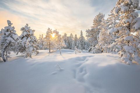 Finnish Winter