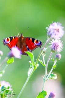 Schmetterling und seine Farben