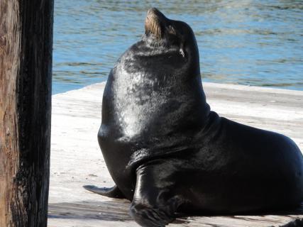 Posen am Pier 39 in San Francisco