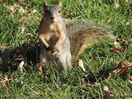 Neugieriges Eichhörnchen