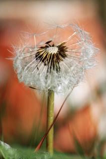 Pusteblume