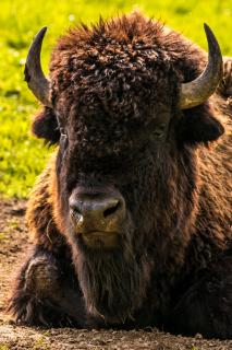 Bison