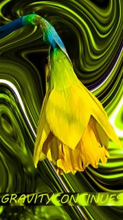Osterglocke ( Narcissus pseudonarcissus ) Digitalart G.C.: Jurij Siemens