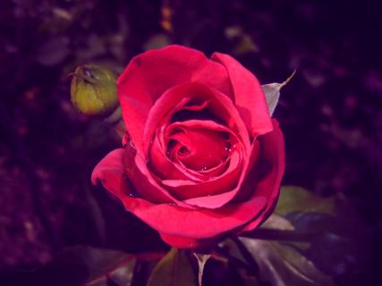 Die Rose, violetter Ton, originales Foto