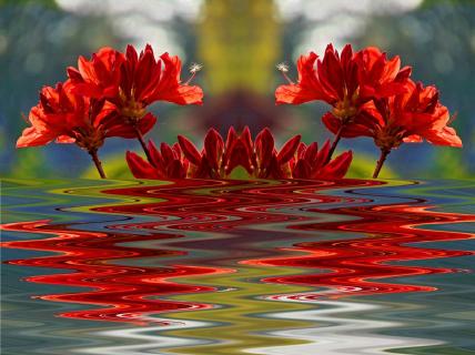 Red beautyfull Flowers over the River