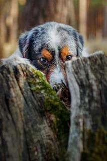 Versteck