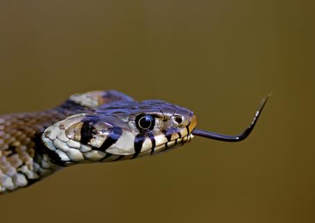 Ringelnatter
