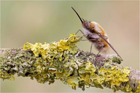 Großer Wollschweber (Bombylius major)