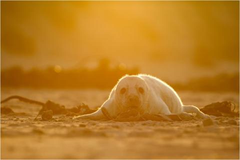 Silence is golden