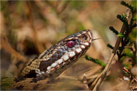 Kreuzotter (Vipera berus)