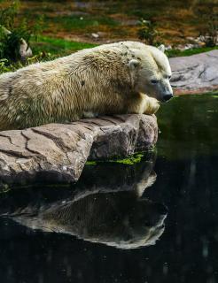 Polarbär