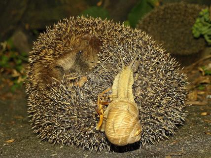  Igel&Schnecke